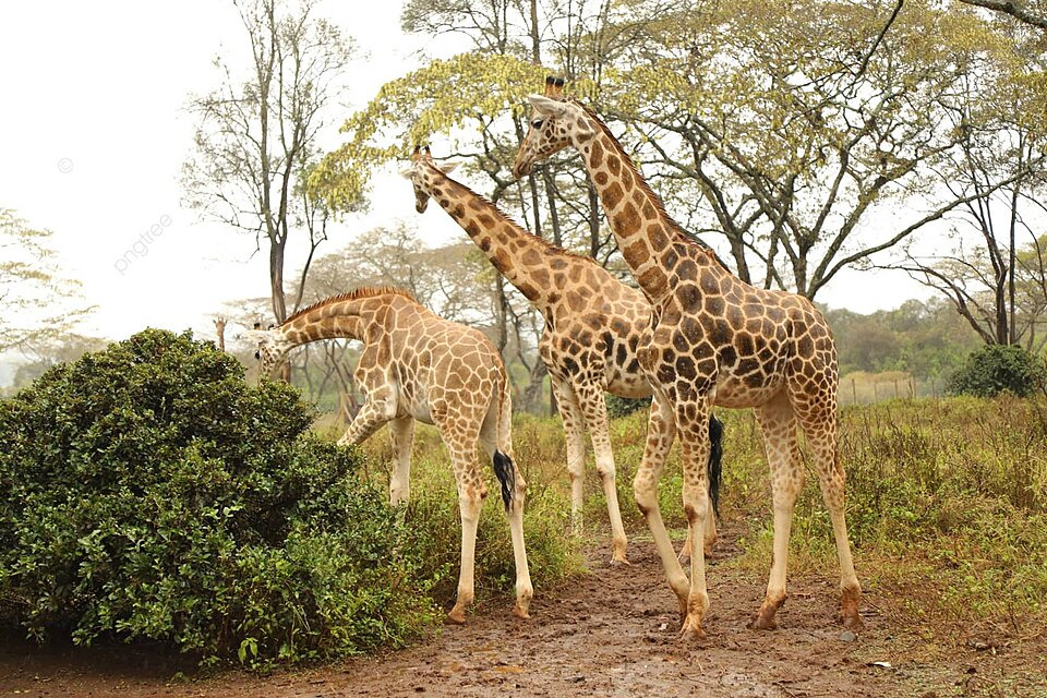 Giraffes walking across the savannah in Africa